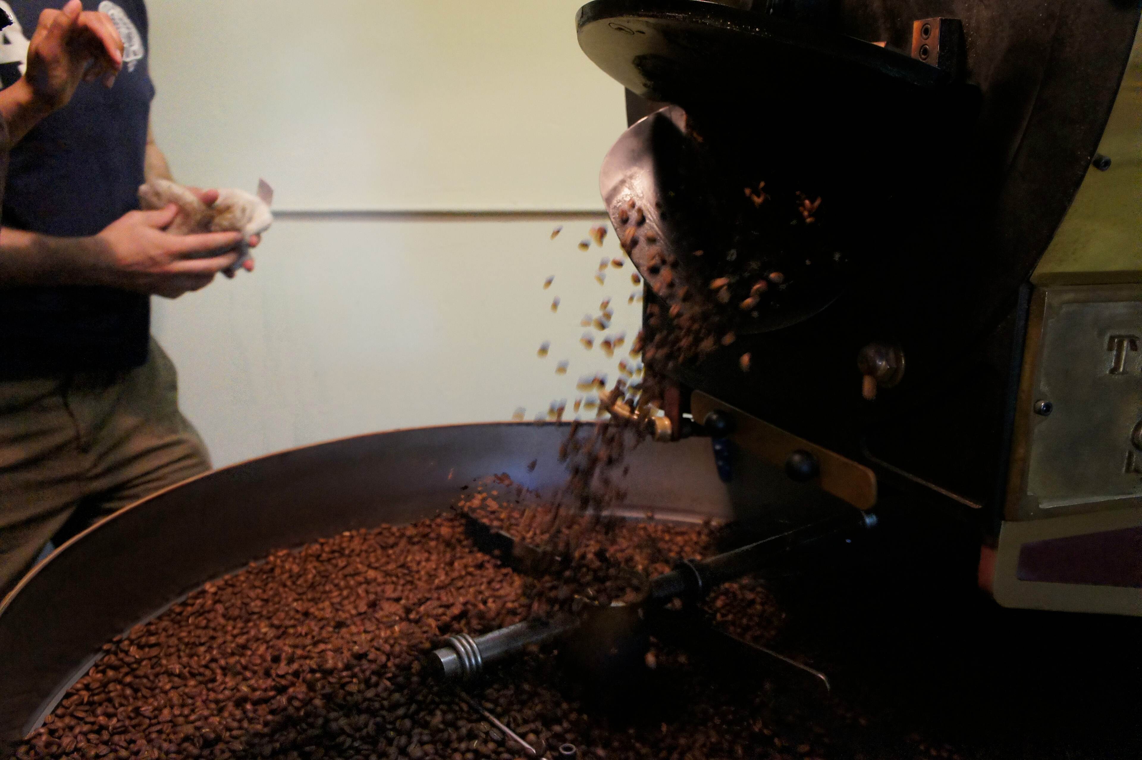 Freshly roasted coffee beans tumbling out of a roaster drum into the cooling tray